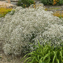Gypsophila Gypsy Compact White Seeds for colorful blooms in the flower bed