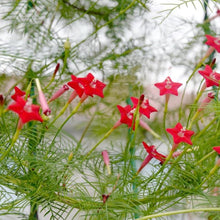 Skyrocket Trumpet Seeds (Ipomopsis aggregata) for seasonal color across the Wildflower Garden