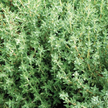 Winter Thyme Thymus Vulgaris Seeds for a flavorful crop in the Herb Garden & Vegetable Patch