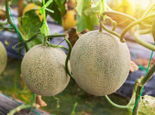 Banana Melon – Cucumis melo – for planting in home garden