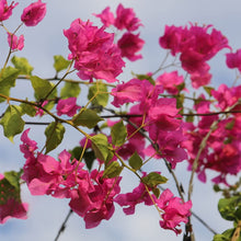 Bougainvillea Spectabilis Seeds (Bougainvillea spp.) for a bright addition to the Flower Bed & Vertical Garden