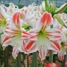 Amaryllis Seeds (Hippeastrum spp.) for a lasting display in the Flower Bed & Home Garden
