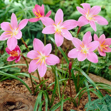 Lily Seeds for growers seeking a long-blooming display