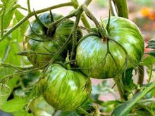 Green Zebra Tomato Seeds for growers stocking the Your Garden