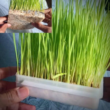 Wheatgrass Cat Grass Seeds for filling out open ground