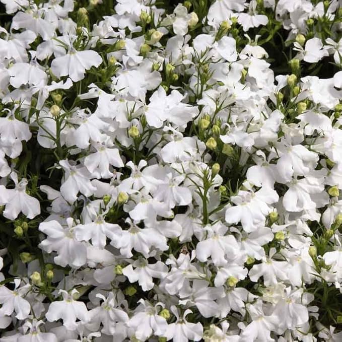 Lobelia White Palace seeds (Lobelia erinus) for white flower beds and hanging baskets