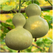 Large Bottle Gourd Birdhouse Pumpkin Seeds for home growers seeking a reliable harvest