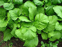Mustard Plants for a productive addition to the vegetable patch