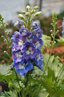 Delphinium Seeds (Delphinium elatum) for growers filling out the tall border gardens and landscape planting