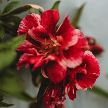 Double Mix Godetia Azalea Seeds for gardeners building out beds and borders
