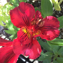 Peruvian Lily Alstroemeria Seeds for gardeners building out beds and borders