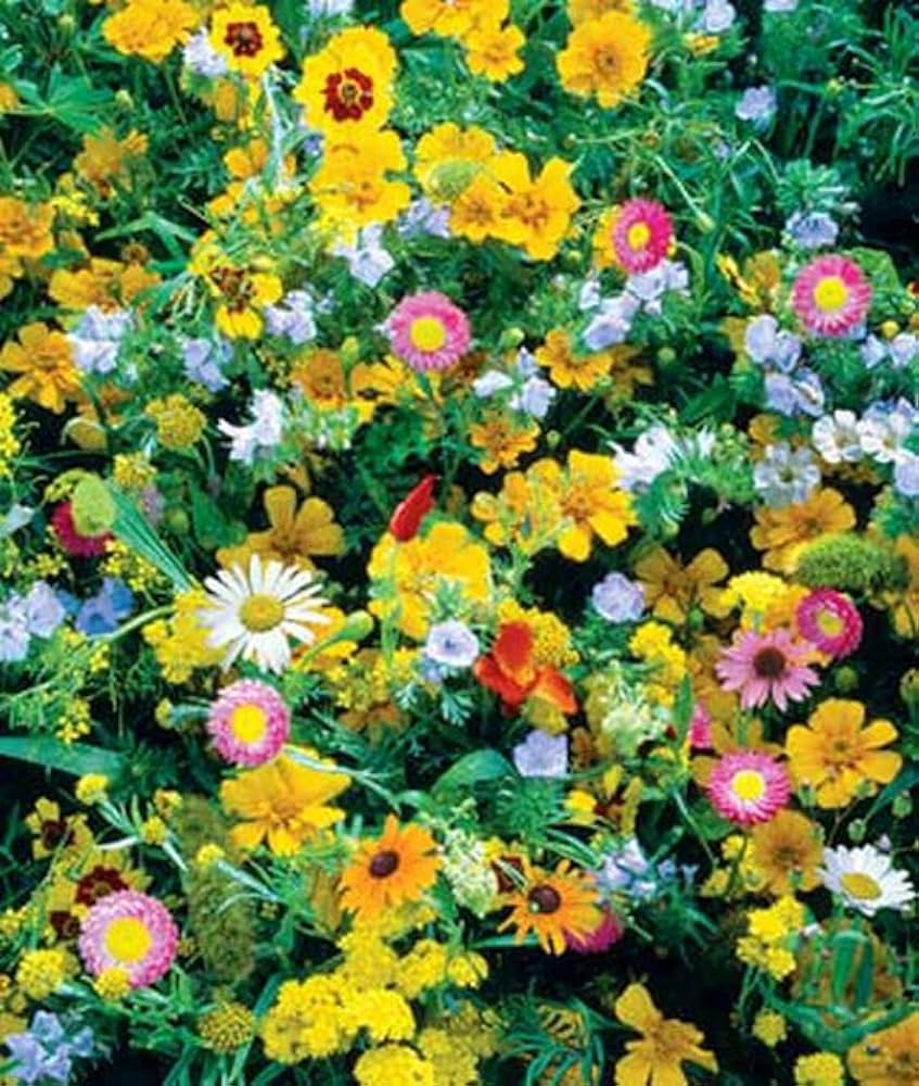 Wildflower Mix for planting in partial shade flower bed