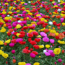 Blooming Wildflower Seeds (Various species) for growers filling out the backyard landscapes and sunny borders