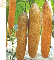 Heirloom Old Yellow Cucumber Seeds