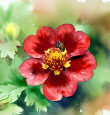 Hardy Scarlet Cinquefoil seeds â€“ vibrant red perennial ground cover flowers