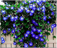 Petunia Petunia Hybrida Blue Phantom Seeds for a bright addition to the Hanging Flower Beds