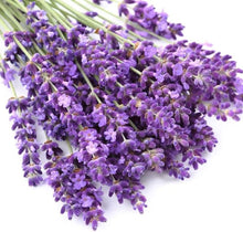 Black Lavender Seeds for a fragrant addition to the herb patch