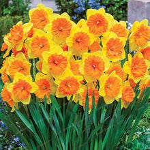 Daffodil Narcissus yellow-orange seeds