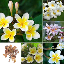 Plumeria Seeds (Plumeria spp.) for colorful blooms in the Flower Bed & Urban Garden