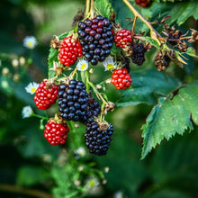 Triple Crown Blackberry Thornless Giant Seeds for growers wanting a homegrown harvest