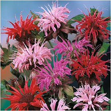 Balm Seeds for a lasting display in the home garden flower bed