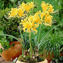 Stone Lycoris Seeds (Lycoris radiata) for gardeners building out beds and borders