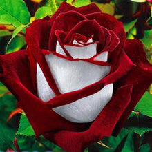Osiria Rose Seeds for growers seeking a long-blooming display