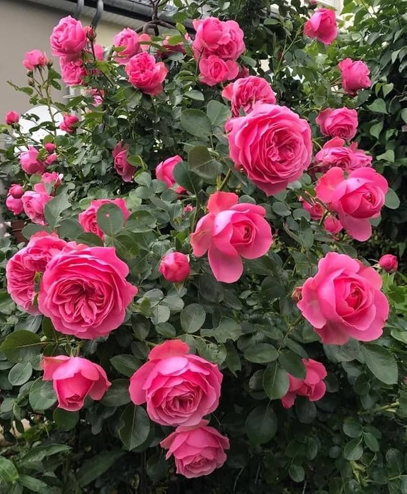 Rose Rosa Hybrida Climbing Flower Seeds for Planting – Flower Seeds for Vertical Garden, Fences, and Trellis Use