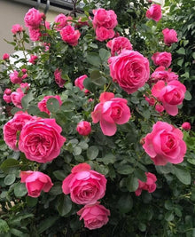 Climbing Rose Garden Pot Seeds for training up trellises and fences