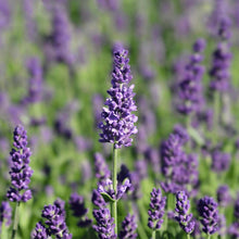 Lavender Seeds (Lavandula angustifolia) for a fragrant addition to the Flower Bed