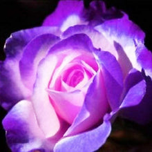 Rare Rose Seeds for reliable seasonal color