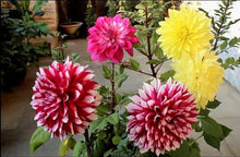Light Purple New Arrival White & Purple Dahlia Seeds for long-term planting in the yard
