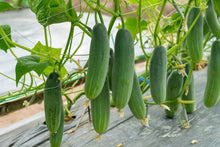 Cucumber Seeds for a productive addition to the vegetable patch