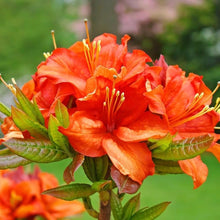 Azalea Seeds for growers seeking a long-blooming display