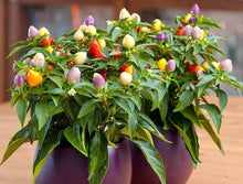 Hot Pepper Seeds (Capsicum annuum) for a fresh homegrown crop from the Prairie Fire Ornamental in Kitchen Garden