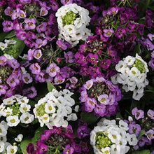 Sweet Alyssum Seeds for growers seeking a long-blooming display