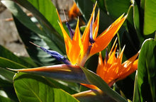 Bird of Paradise Plant Seeds for growers seeking a long-blooming display