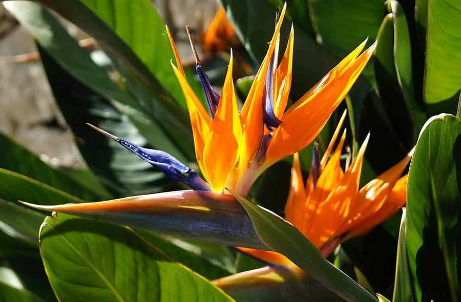 Bird of Paradise Plant Seeds for growers seeking a long-blooming display