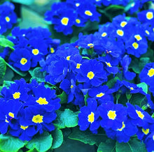 Rainbow Primrose Primula Malacoides Seeds for colorful blooms in the Home Balcony Pots