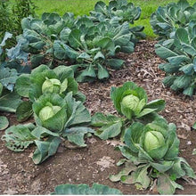 Brassica Seeds (Brassica oleracea) for growers filling out the Mix Color in Kitchen Garden