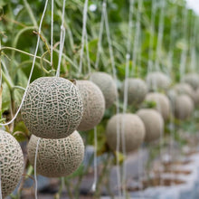 Cantaloupe Seeds (Cucumis melo) for growers stocking the Vegetable Patch