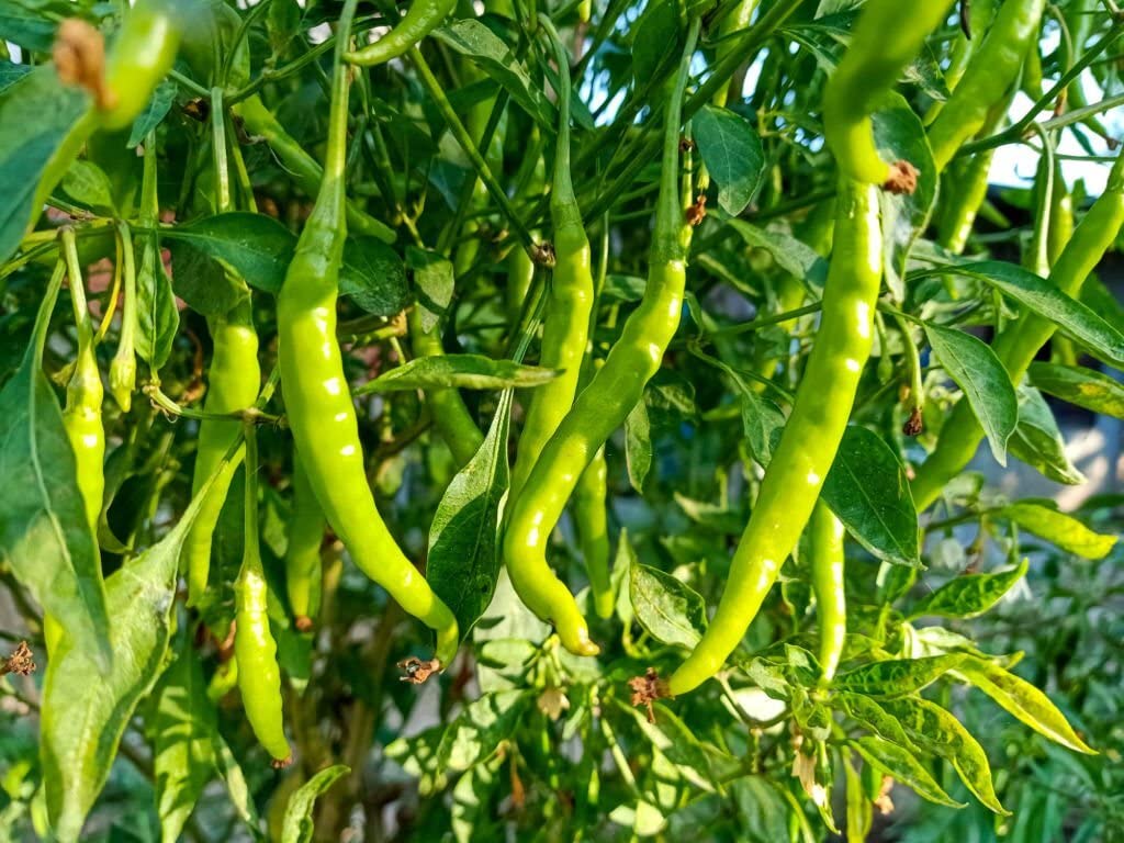 Anhui Green Pepper – Capsicum annuum – for planting in vegetable gardens