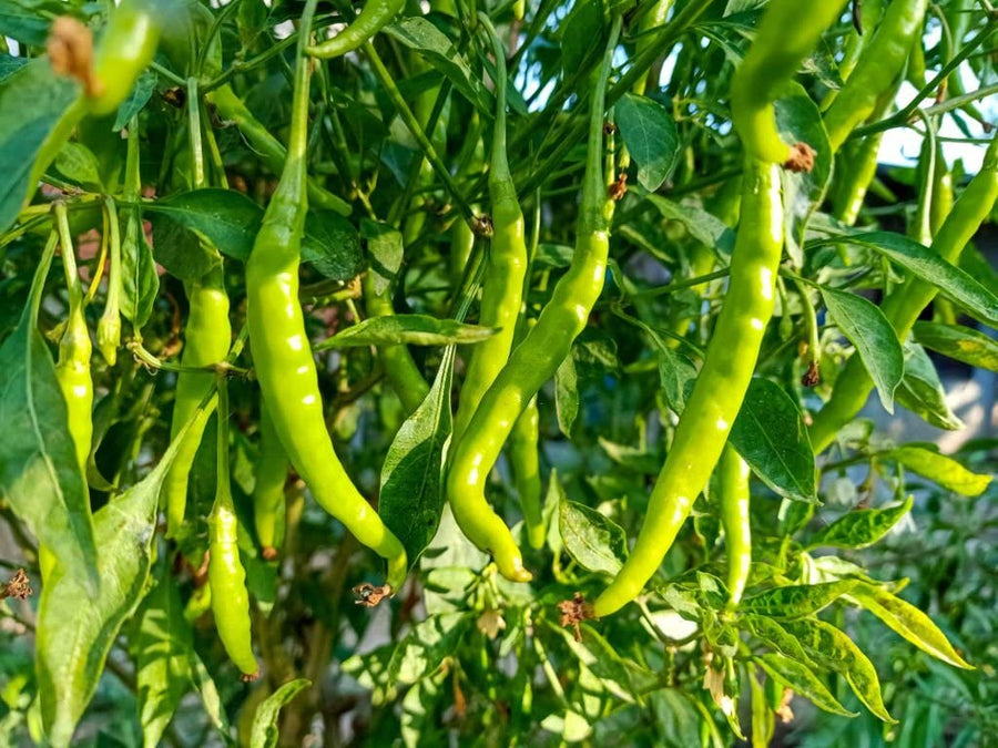 Anhui Green Pepper – Capsicum annuum – for planting in vegetable gardens