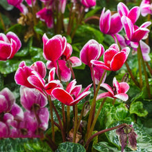 Cyclamen Seeds (Cyclamen persicum) for a lasting addition to the Bonsai Variety in Indoor Pots