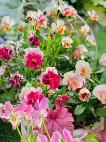 Real Pansy (Viola Cornuta Seeds for a lasting addition to the Bonsai & Garden Plants