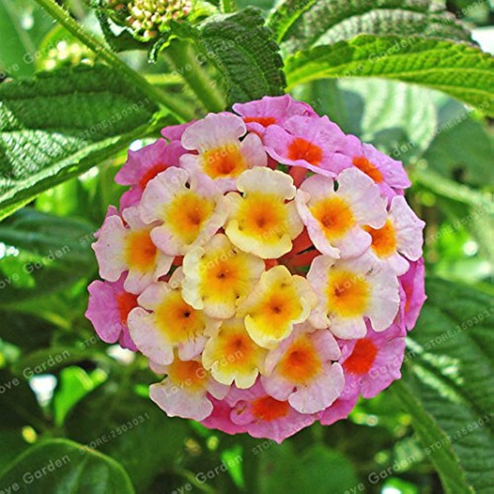Lantana Camara rare flower seeds for home garden planting