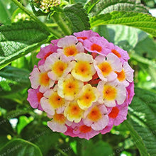 Lantana Camara rare flower seeds for home garden planting