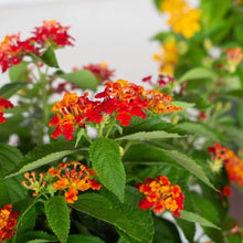 Lantana Camara Lantana camara for planting in butterfly garden