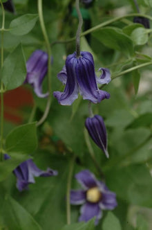 Clematis 'Rooguchi' Seeds (Clematis spp.) for colorful blooms in the Garden