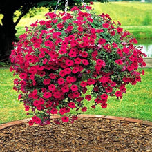 Petunia Tree Petunia hybrida flower seeds for planting in vertical garden and outdoor planters - for planting in home garden
